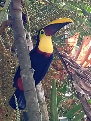 a colorful bird perched on a tree branch at Hotel Brisas del Rio Guápiles in Jiménez