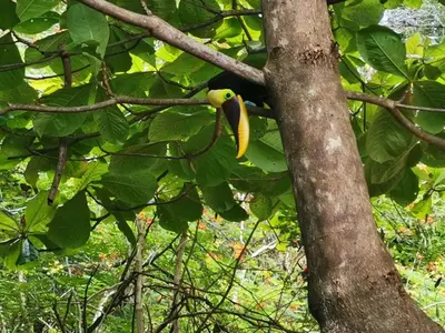a yellow bird sitting on a tree branch at Hotel Canto de Ballenas in Uvita