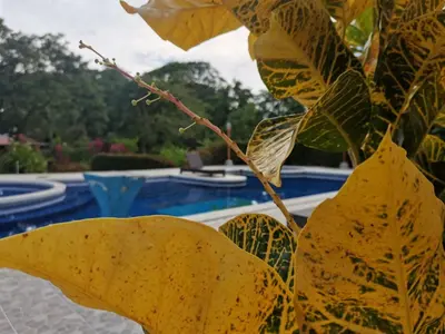 a plant with yellow leaves next to a pool at Hotel Canto de Ballenas in Uvita