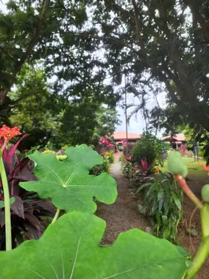 a garden with large green leaves and plants at Hotel Canto de Ballenas in Uvita