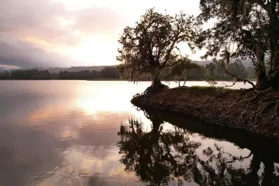 a tree on the shore of a body of water at Hotel Boutique Casona del Cafetal and Lakeside Restaurant in Cachí
