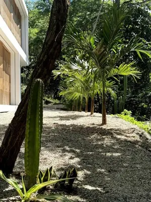 a garden with palm trees and a cactus at Playa Conchal and Minas' Hidden Gem in Puerto Viejo