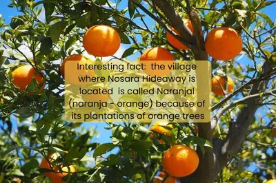 an orange tree with a sign hanging from it at Nosara Hideaway 1 - Mountain View Cabins & BREAKFAST PROVIDED in Naranjal