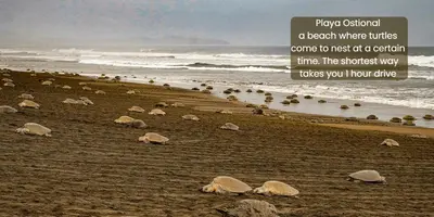 a group of turtles on a beach near the ocean at Nosara Hideaway 1 - Mountain View Cabins & BREAKFAST PROVIDED in Naranjal