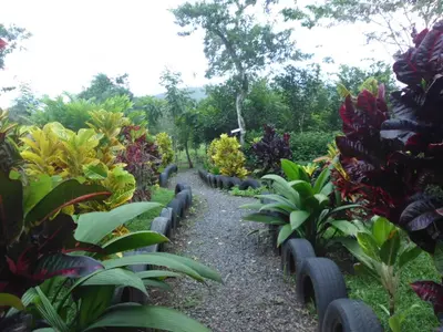 a garden with many different types of plants at Nacientes Lodge in Bijagua