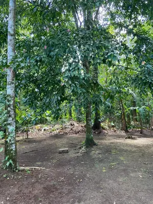 a tree with green leaves in the middle of a field at Monkey House, Monterrey in San Cristóbal
