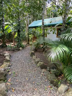 a path leading to a house in a forest at Monkey House, Monterrey in San Cristóbal