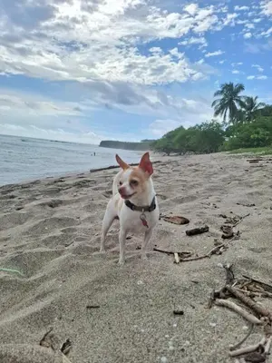 a small dog standing on a sandy beach at Contenedor Santa Cruz en Guanacaste piscina in Paraíso