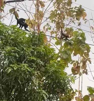 a black cat sitting on top of a tree at Contenedor Santa Cruz en Guanacaste piscina in Paraíso
