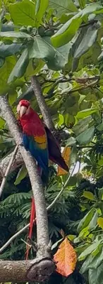 a red and blue bird sitting on a tree branch at Contenedor Santa Cruz en Guanacaste piscina in Paraíso