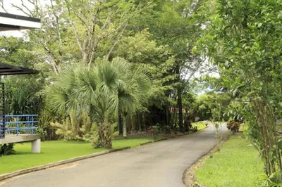 a road with a palm tree in a park at Hotel del Sur in San Isidro