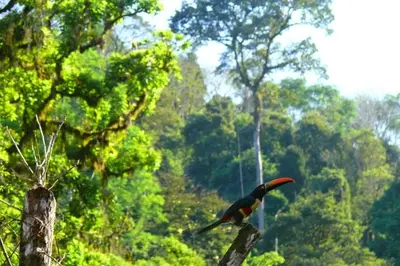 a bird perched on top of a tree at Rafiki Safari Lodge in Savegre