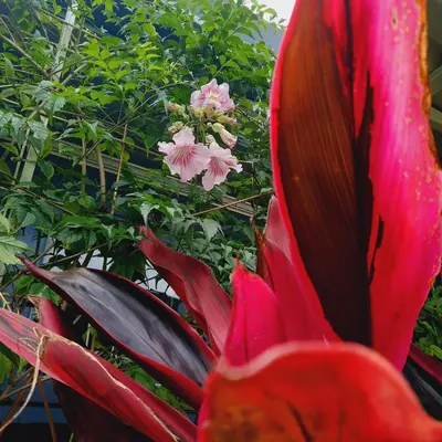 a close up of a red flower and a plant at The garden suite in Alajuela City