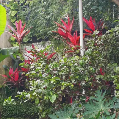 a garden with red flowers and plants at The garden suite in Alajuela City