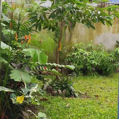 a garden with a small tree and some plants at The garden suite in Alajuela City