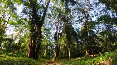 a forest filled with lots of trees and green grass at Gran Gavilán del Sarapiquí Lodge in Sarapiquí