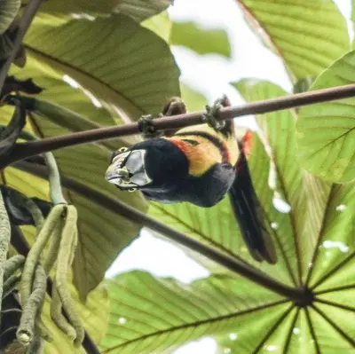 a bird sitting on a branch of a tree at Gran Gavilán del Sarapiquí Lodge in Sarapiquí