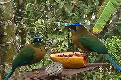 two green birds standing next to a bowl of food at Hermosa cabaña con espacios al Aire Libre! in San Francisco