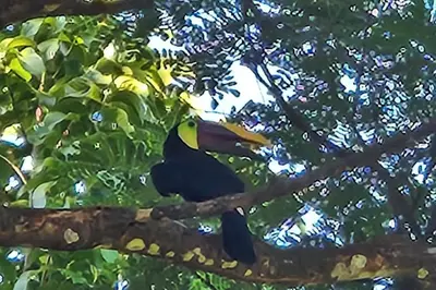 a bird sitting on a branch of a tree at Hermosa cabaña con espacios al Aire Libre! in San Francisco