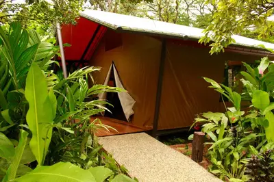 a small tent in the middle of some plants at Tocu Tent Camp in Caño Negro