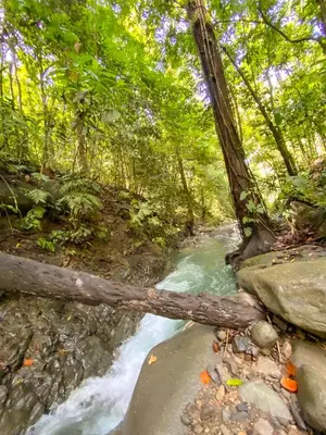 a log laying on a stream in a forest at House 15 min from the beach with river access in Ojochal