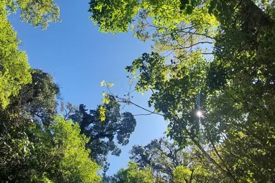 a view of the sky through the trees at Cabañas Refugio Verde Monteverde in Monteverde Costa Rica