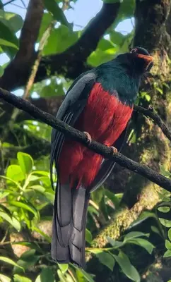 a red bird sitting on a tree branch at HOUSE Of Rainbow in Tortuguero