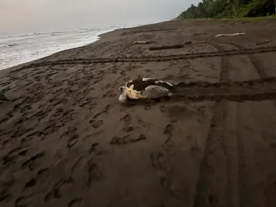 a dead animal laying on a beach next to the ocean at HOUSE Of Rainbow in Tortuguero