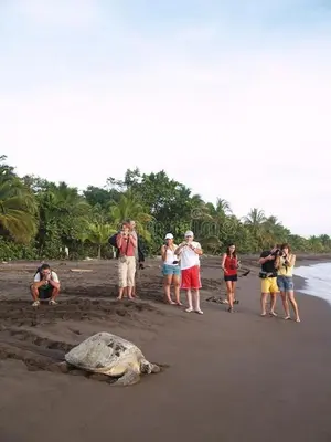 a group of people standing on a beach with a turtle at HOUSE Of Rainbow in Tortuguero