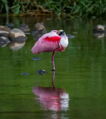 a pink bird standing in the water at Hacienda el Paraíso in Guápiles