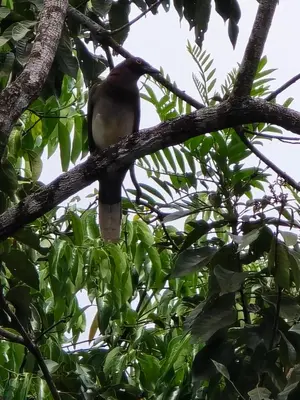 a bird perched on top of a tree branch at Happy Paradise Lodge in Nuevo Arenal