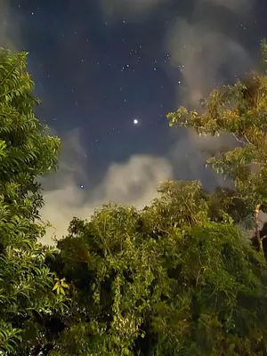 a view of the night sky through the trees at Happy Paradise Lodge in Nuevo Arenal