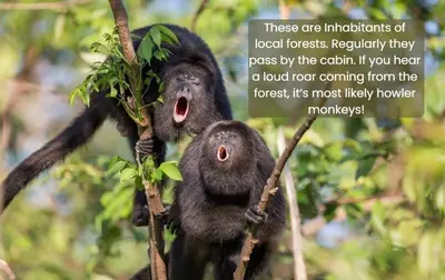 two chimpanzees are sitting on a tree branch at Nosara Hideaway 2 - BREAKFAST PROVIDED & Mountain View Cabins in Nicoya