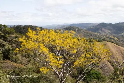 a tree with yellow leaves in the mountains at Nosara Hideaway 2 - BREAKFAST PROVIDED & Mountain View Cabins in Nicoya