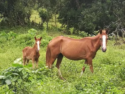 a horse and a baby horse standing in a field at Vocaré Finca Agroecológica in Upala