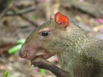 a squirrel with a red spot on its head at Vocaré Finca Agroecológica in Upala