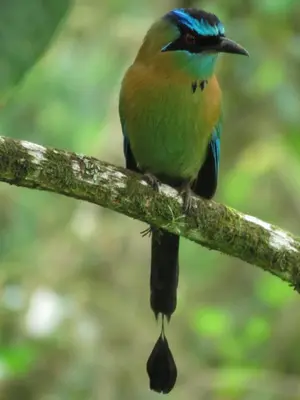 a bird is sitting on a tree branch at Vocaré Finca Agroecológica in Upala