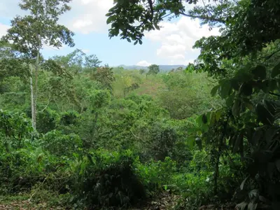 a view of the forest from the jungle trail at Vocaré Finca Agroecológica in Upala