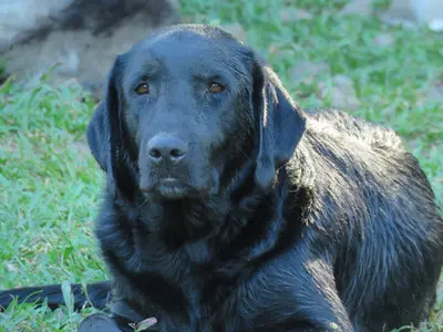 a black dog is sitting in the grass at Vocaré Finca Agroecológica in Upala