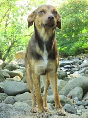 a brown dog standing on a pile of rocks at Vocaré Finca Agroecológica in Upala