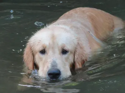 a brown dog swimming in the water at Vocaré Finca Agroecológica in Upala