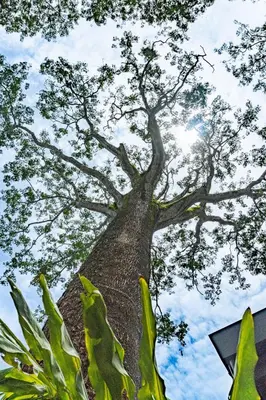 a tree looking up into the sky at Coco Nosara Villas Guiones Family Resort Casa Lluvia in Nicoya