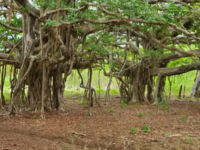 a group of trees with branches and roots at one life villas avellanas walk to beach in Playa Avellana