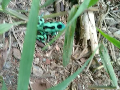 a blue lizard is sitting in the grass at Cabañas con camping con tiendas de campaña Isla brava in Colorado