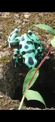 a blue and white toy animal laying on the ground at Cabañas con camping con tiendas de campaña Isla brava in Colorado