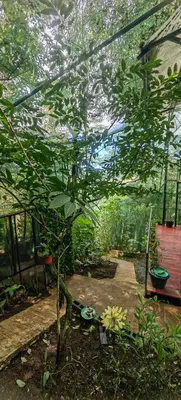 a garden with a tree in a greenhouse at Glamping Butterflay Garden in Concepción