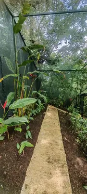 a greenhouse filled with plants and a walkway at Glamping Butterflay Garden in Concepción