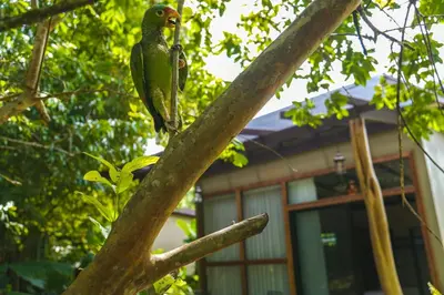a green parrot perched on the branch of a tree at Bamboo River Lodge in Horquetas