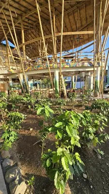 a row of green plants in a building at Bonding Coffee Roaster Café & Hotel in Quepos
