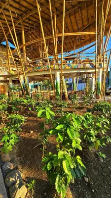 a row of plants in a garden with a building at Bonding Coffee Roaster Café & Hotel in Quepos